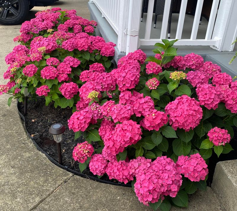 Hydrangeas Hydrangeas