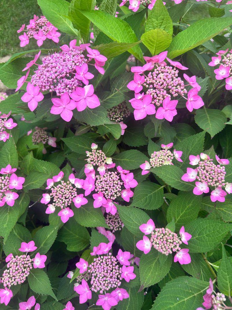 Hydrangeas