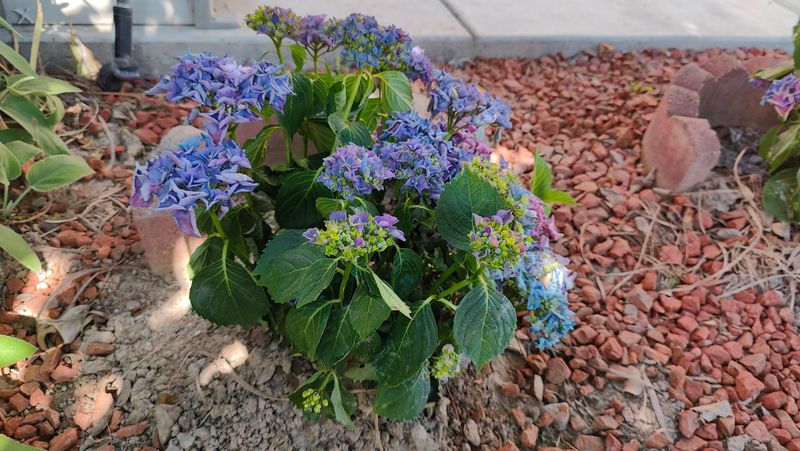 Hydrangeas