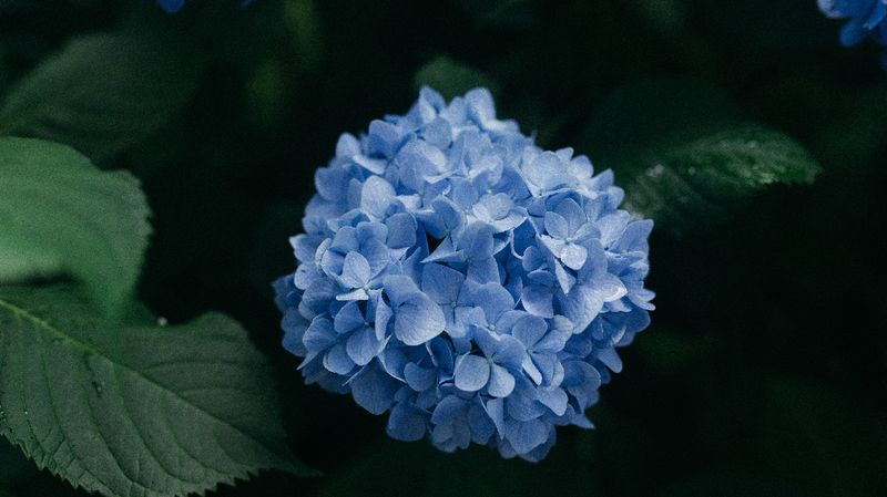 Hydrangeas