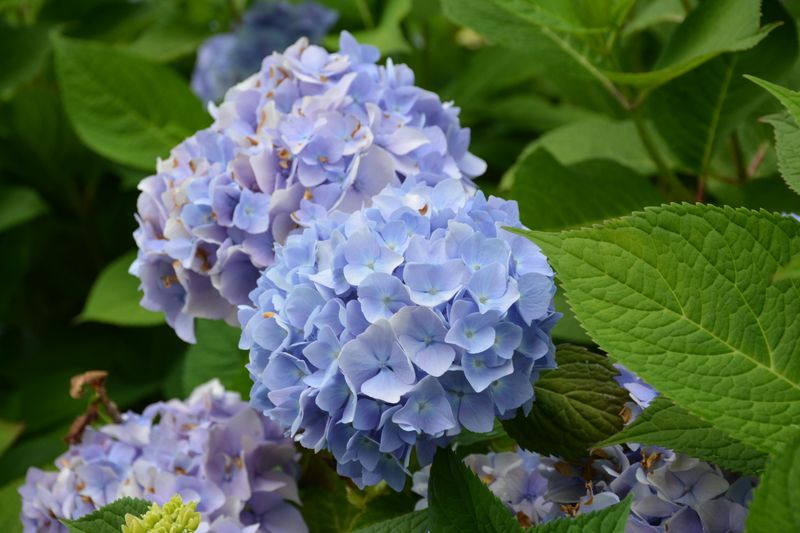 Hydrangeas