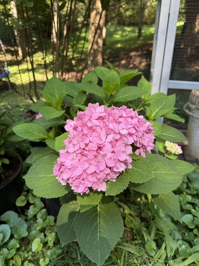 Hydrangeas