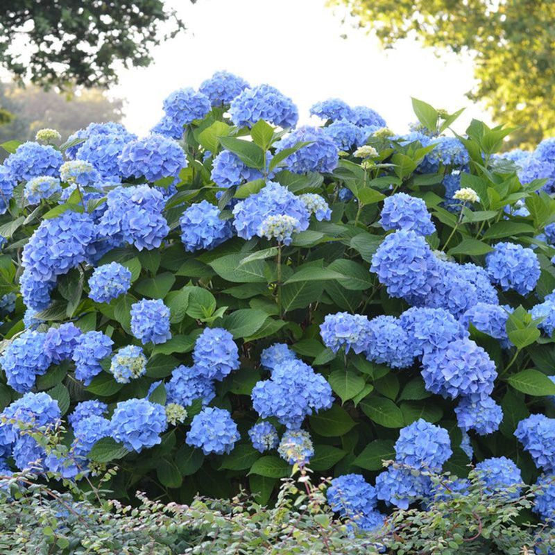 Hydrangeas Add Big Blooms To Shaded Beds