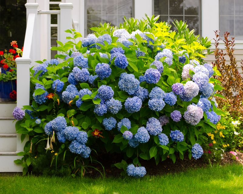 Hydrangeas Anchor Yards With Timeless Beauty