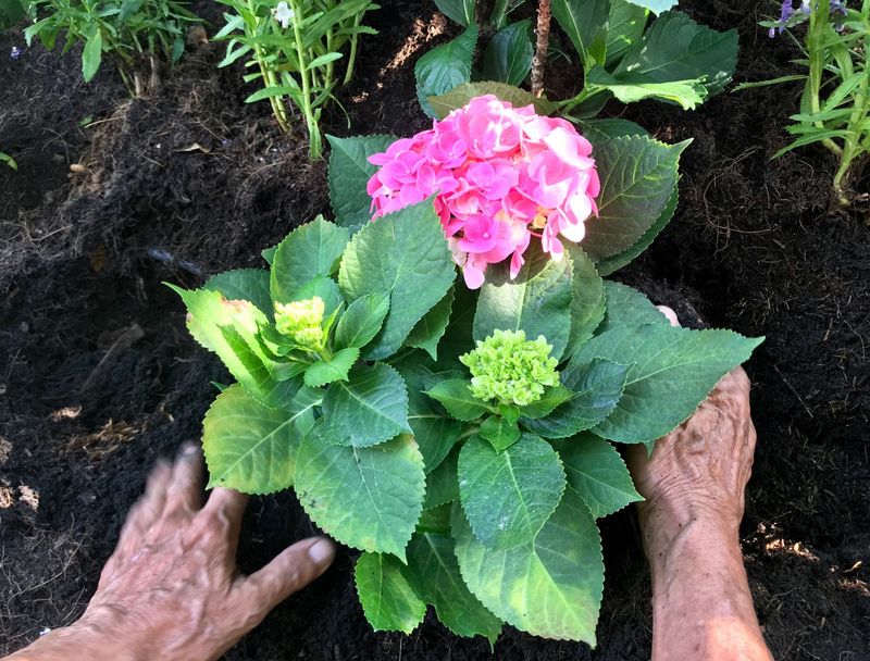 Hydrangeas Can Use Coffee Grounds Only As Part Of Better Soil Care Hydrangeas Can Use Coffee Grounds Only As Part Of Better Soil Care