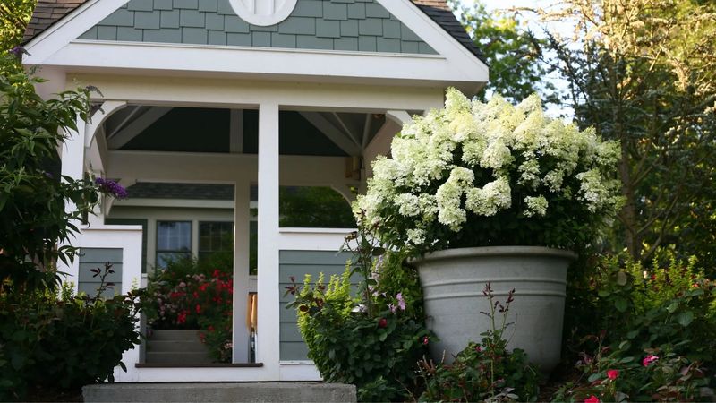 Hydrangeas Dry Out Fast In Texas Pots