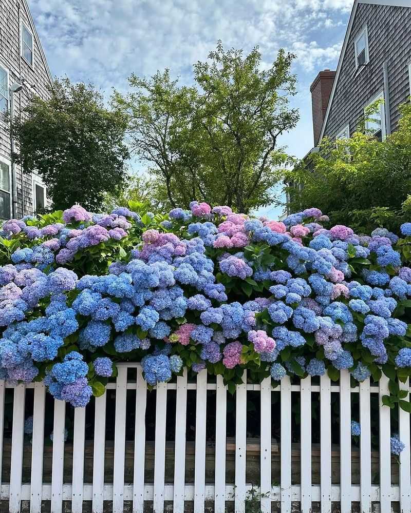 Hydrangeas (Hydrangea Spp.)