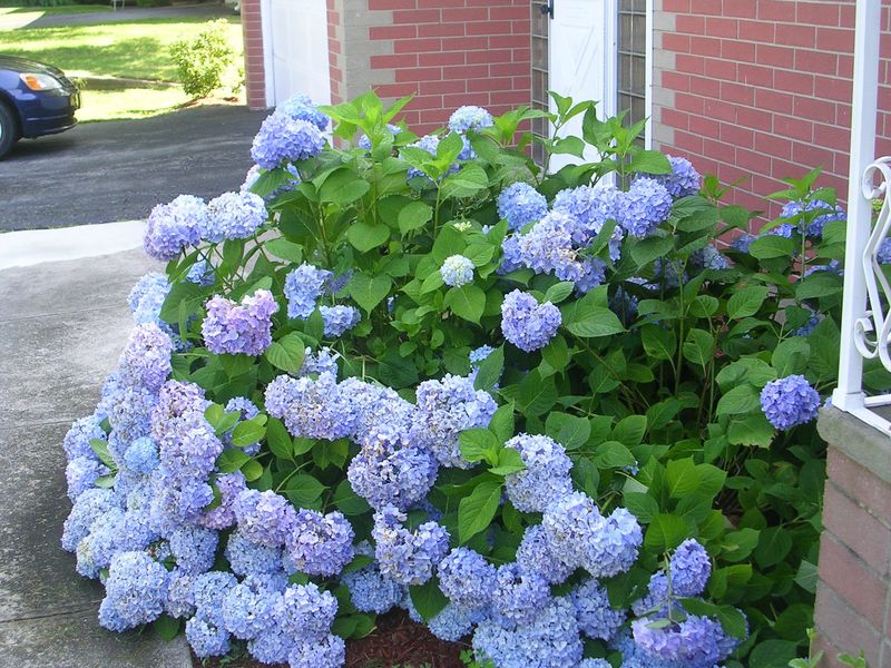 Hydrangeas (Hydrangea spp.)