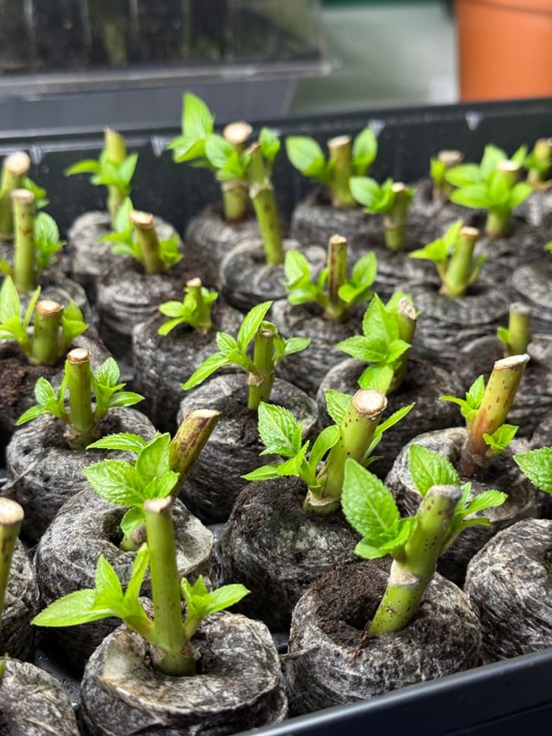 Hydrangeas Root Surprisingly Fast In Warm Spring Weather