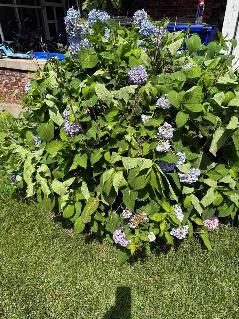 Hydrangeas Wilt Fast When Oregon Summers Turn Dry