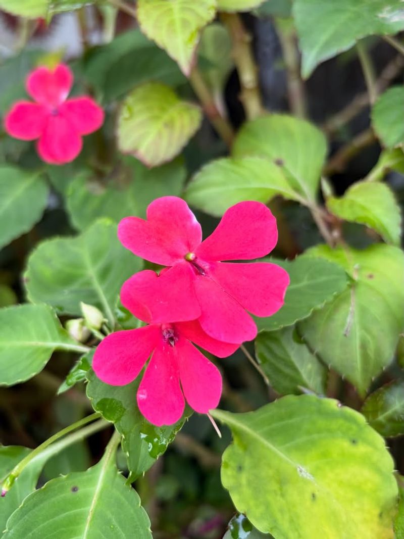 Impatiens