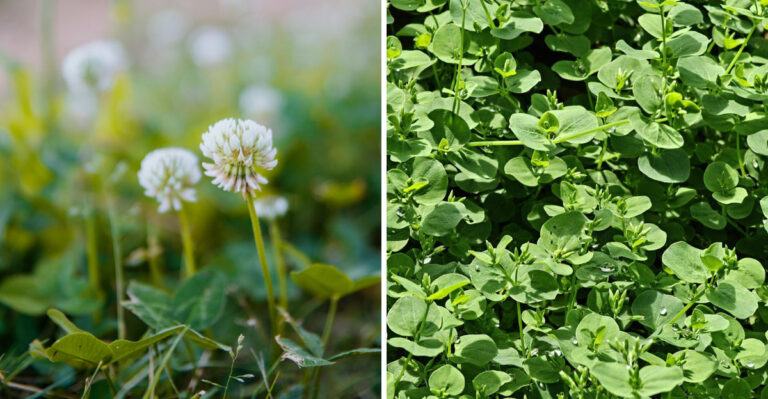 I Found 7 Weeds Growing In My Illinois Yard That I Can Actually Eat