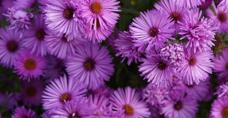 I Gave My New Jersey Lawn A Fresh May Look With These 8 Plants