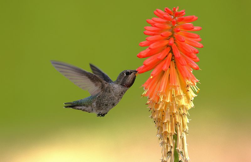 I Planted Red Hot Poker And Got Four Hummingbirds