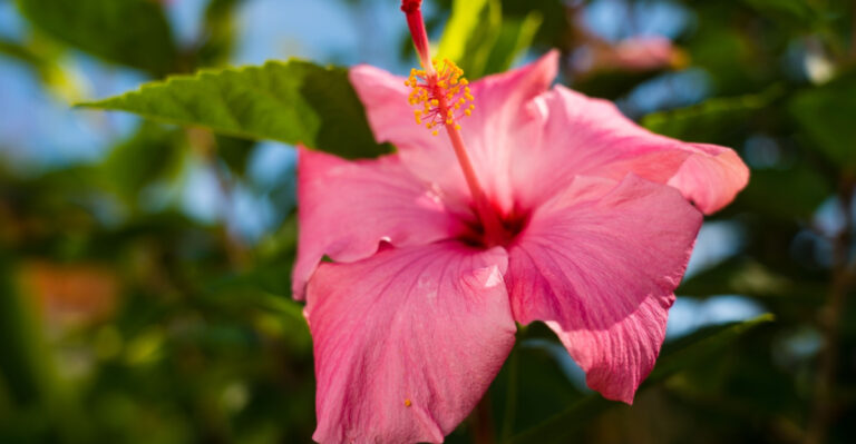 I Planted These In Tennessee Last May And My Neighbors Are Still Talking About It
