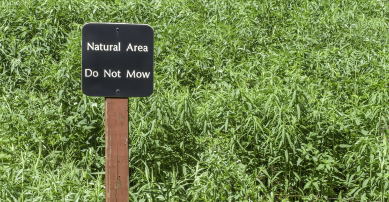I Skipped Mowing For A Month, Here’s What Colorado Grass Really Looks Like