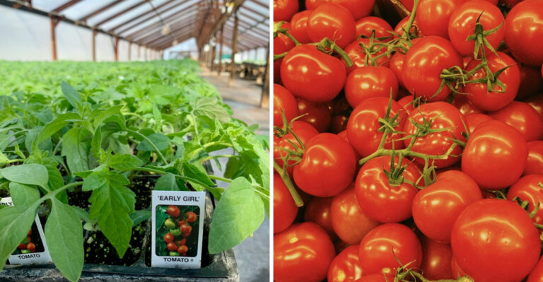 I Tested 10 Tomatoes For Wisconsin And These Won