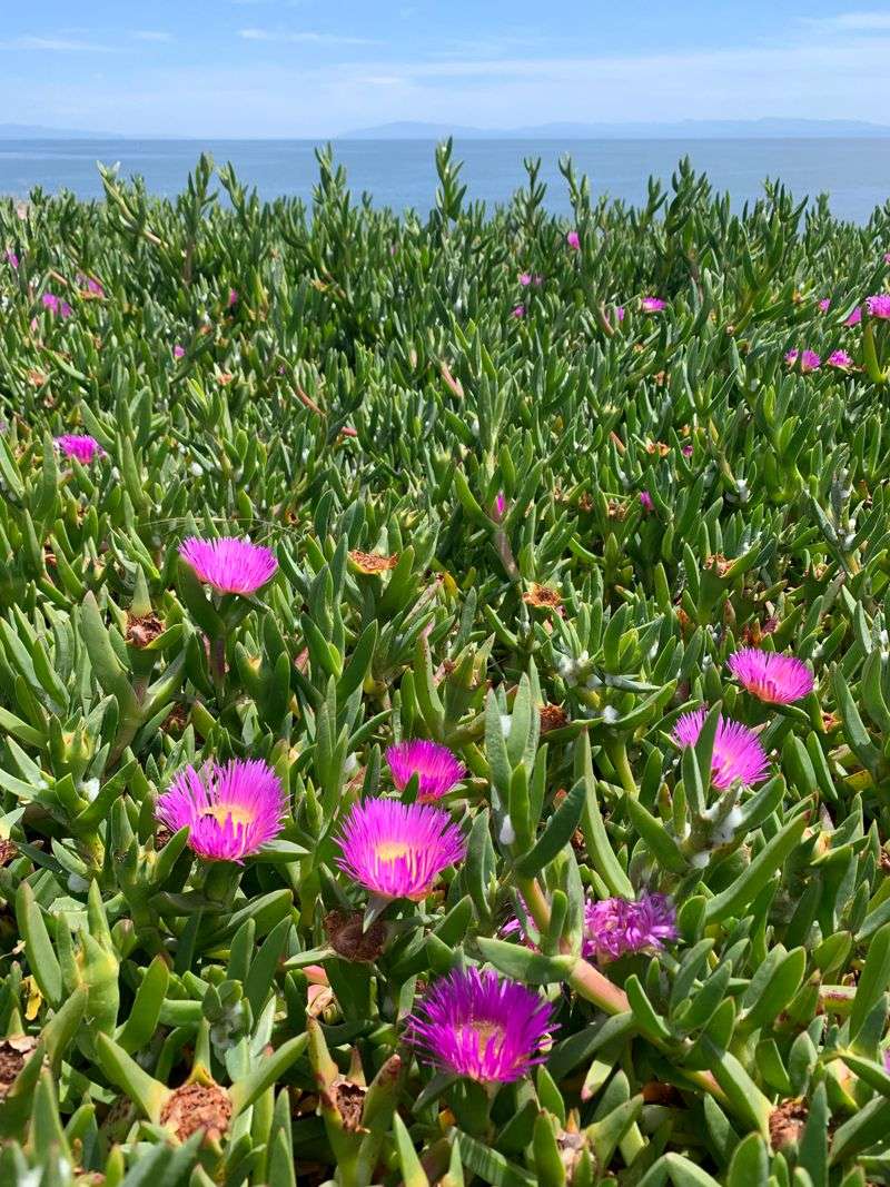 Ice Plant