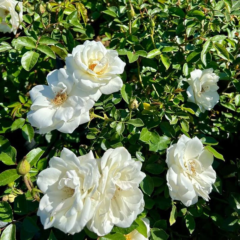 Iceberg Rose Keeps Blooming Through Long Hot Summers Iceberg Rose Keeps Blooming Through Long Hot Summers