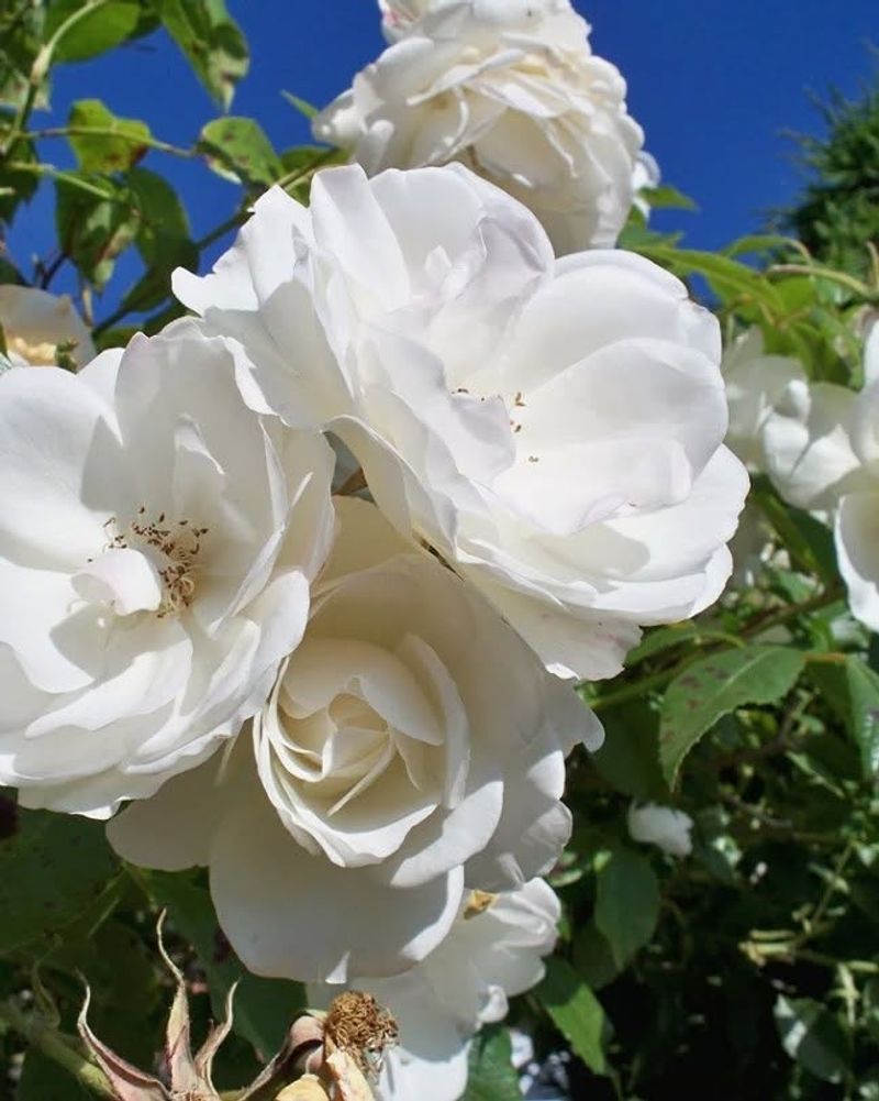Iceberg Rose