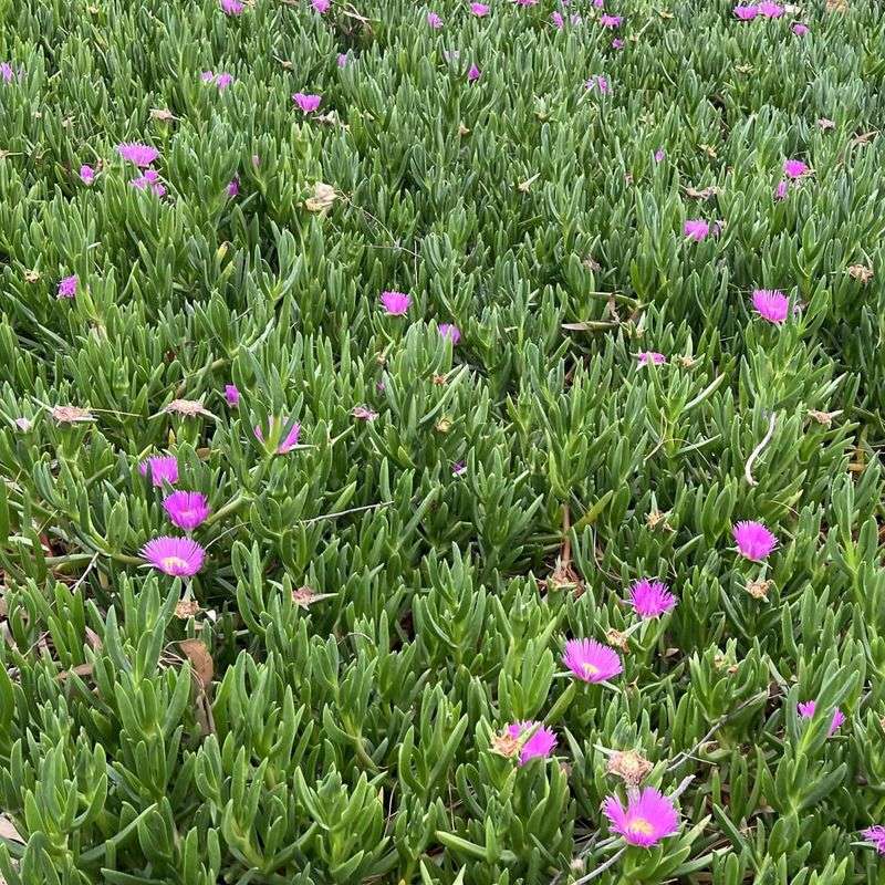 Iceplant Can Smother More Than Just A Bare Slope Iceplant Can Smother More Than Just A Bare Slope
