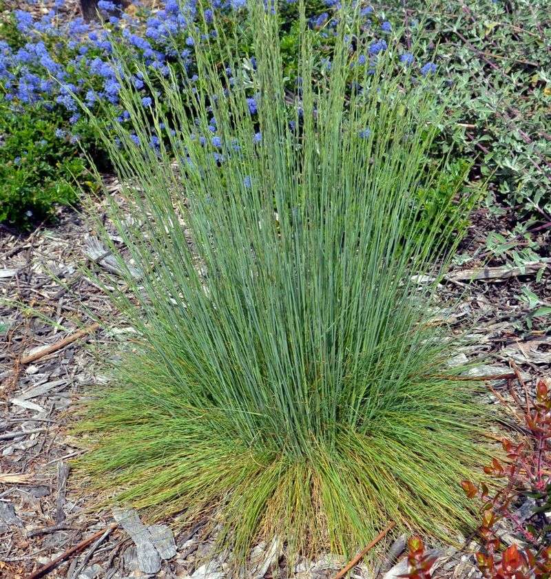 Idaho Fescue
