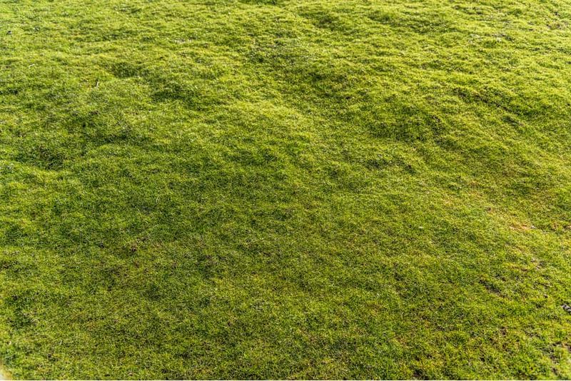 Identify The Cause Before Adding Soil