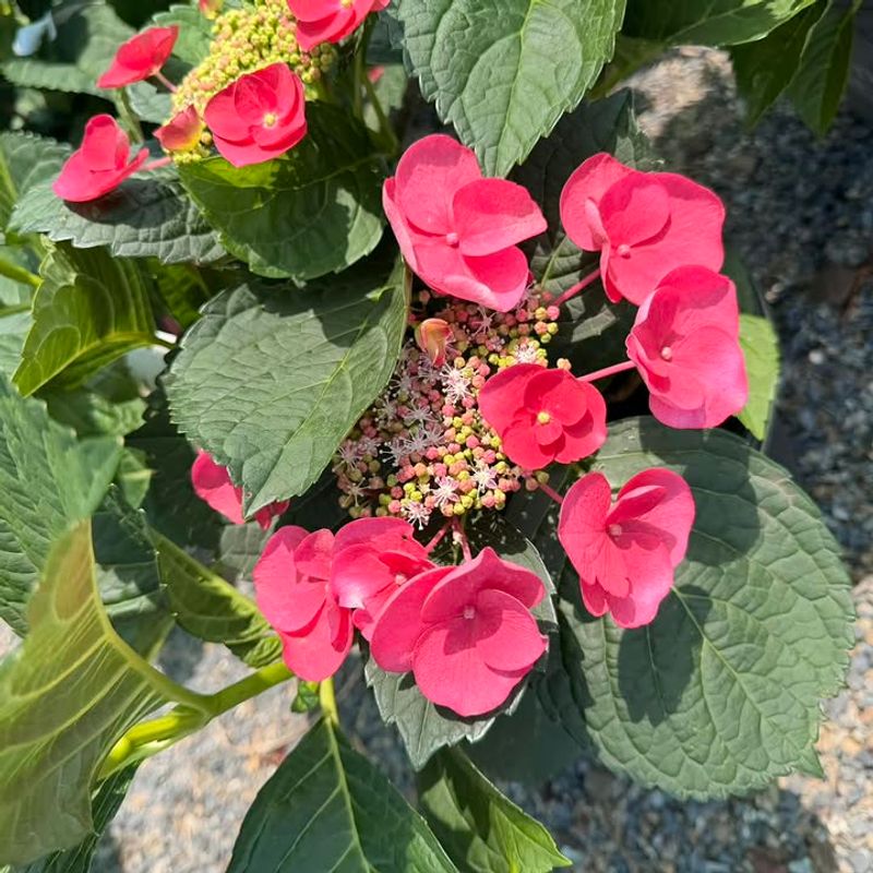 Identify The Hydrangea Before You Prune