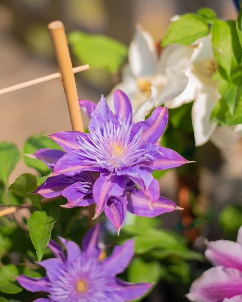 Identify Your Clematis Before Pruning