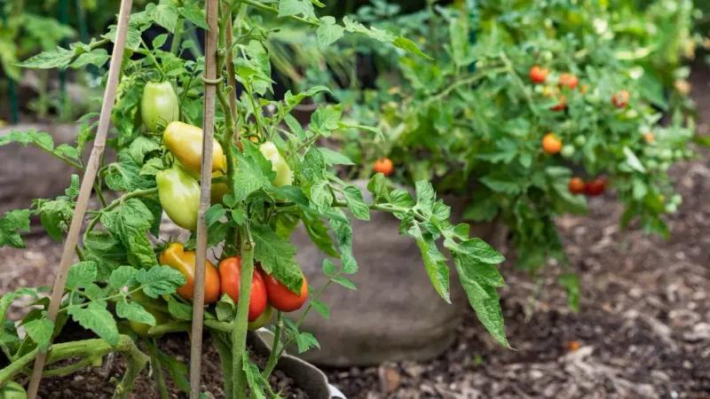 Identify Your Tomato Type Before Cutting Anything