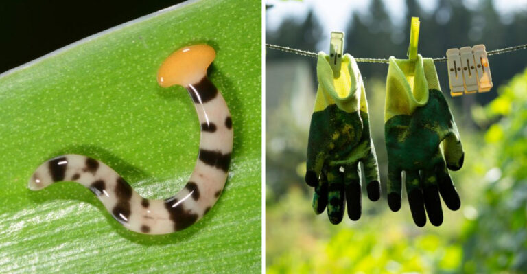 If You Find This Worm in Your Illinois Garden Do Not Touch It, You Might Wish You Hadn’t