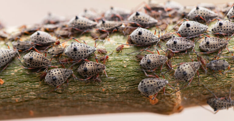 If You Found This Bug In New Jersey, Your Plants Might Be In Danger