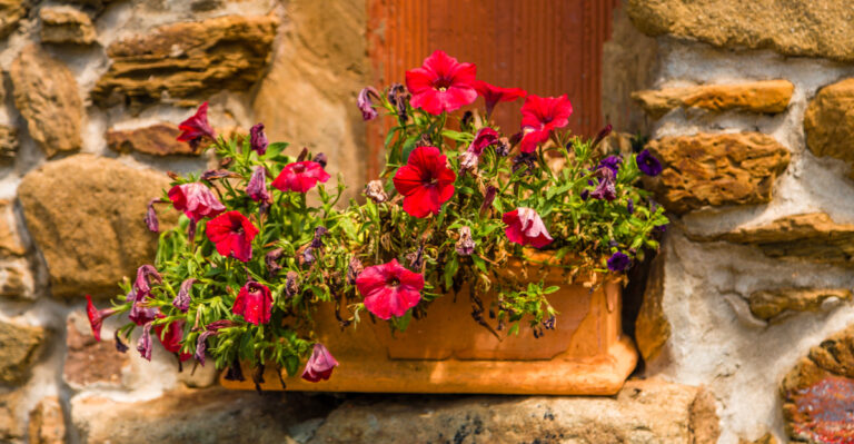 wilted petunias