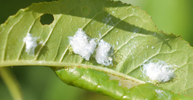If You See Sticky Leaves On California Plants, Check For These Pests