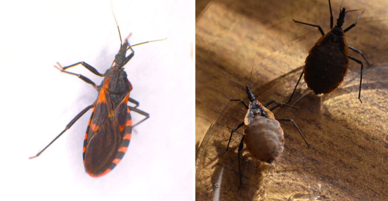 If You See This Bug In Georgia Do Not Touch It