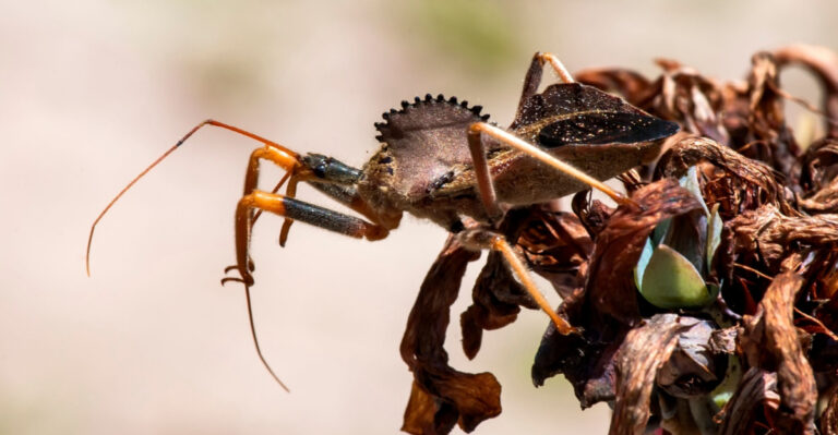 If You Spot This Bug in Your Tennessee Yard, Leave It Right Where It Is