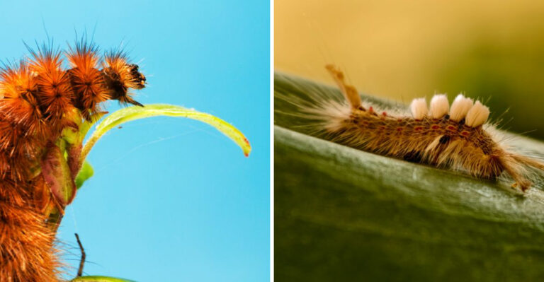 If You Think This Fuzzy Little Guy Roaming Virginia Gardens Is Adorable, Your Fingers Might Disagree