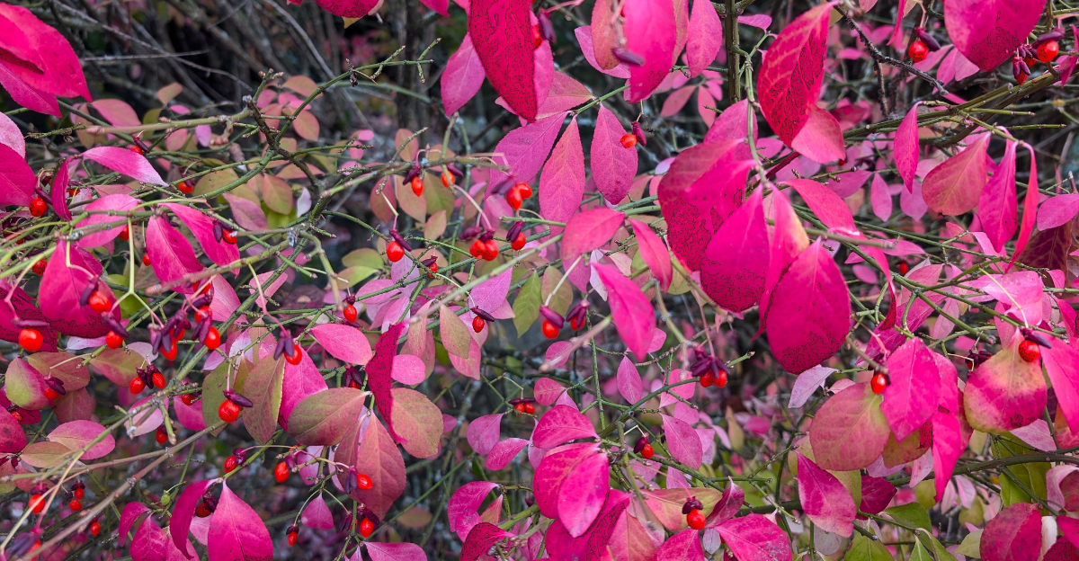 burning bush