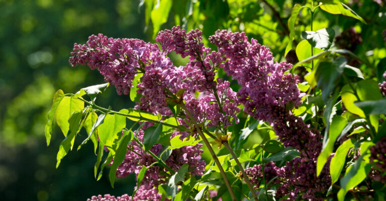 lilac