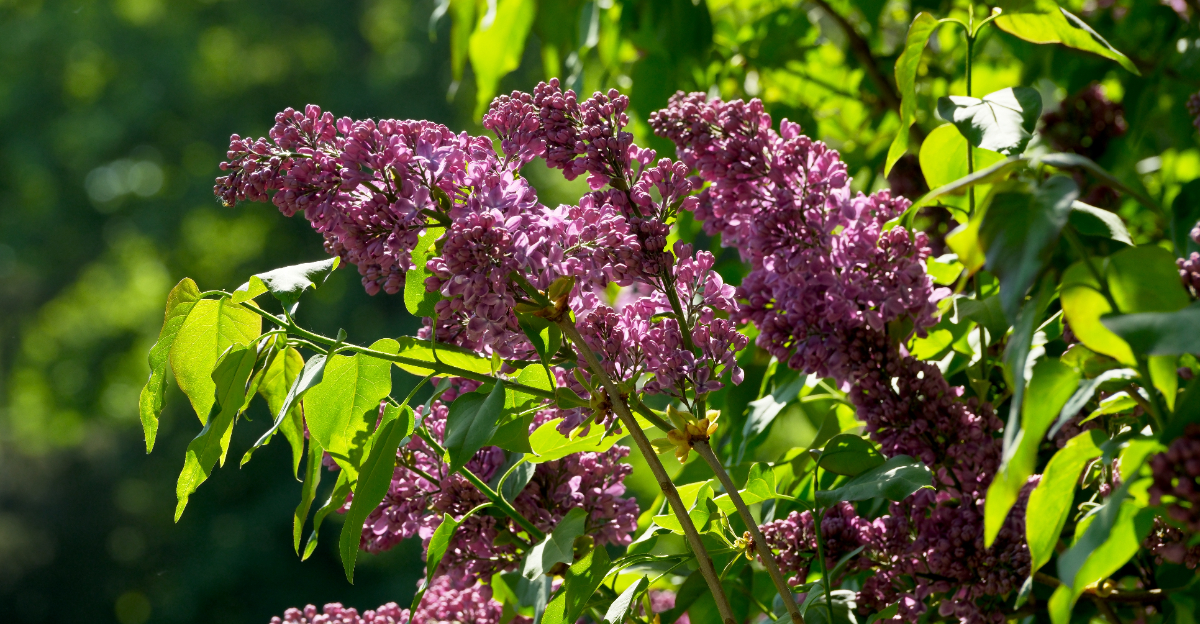 lilac