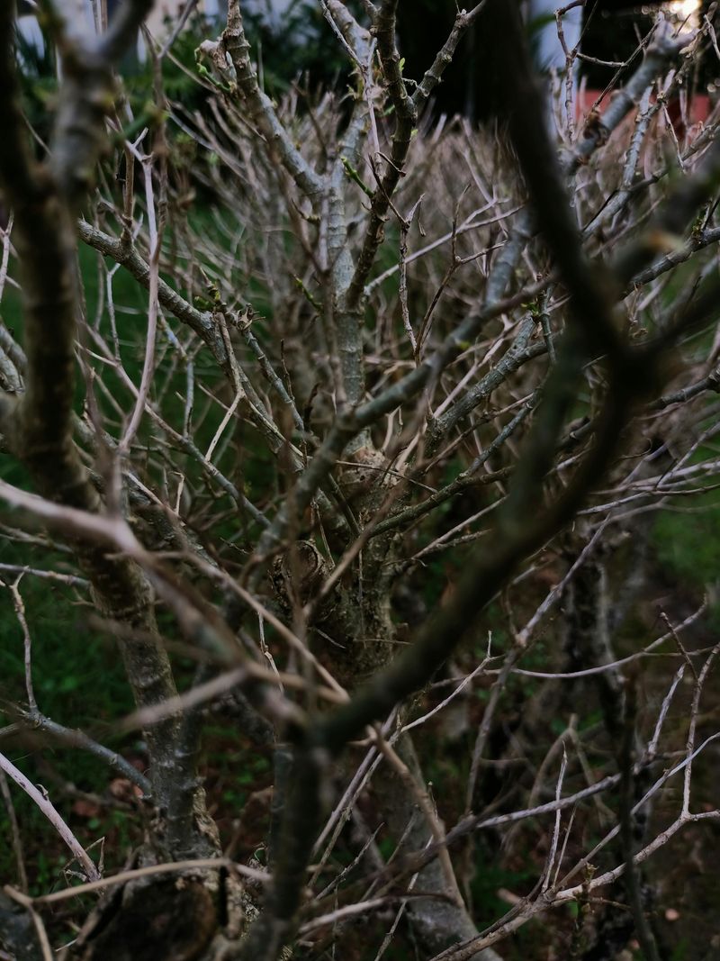 Ignored Withered Branches Cause Crowding Ignored Withered Branches Cause Crowding