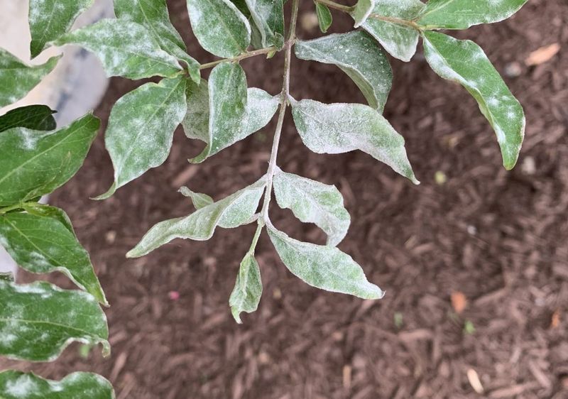Ignoring Airflow Around Shrubs Creates Fungal Problems During Humid Michigan Summers
