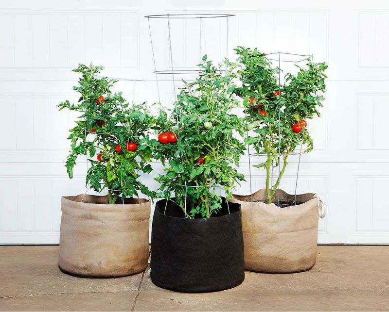 Ignoring Airflow Around Your Container Plants