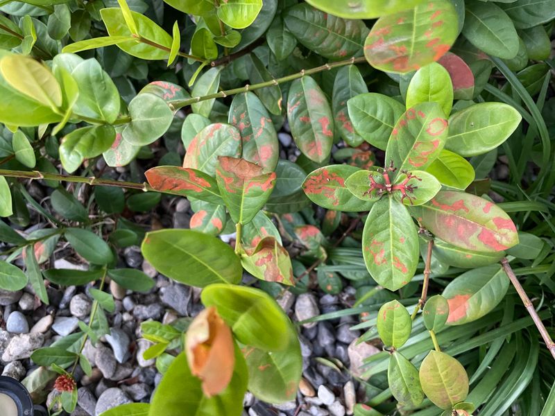 Ignoring Alkaline Soil Problems