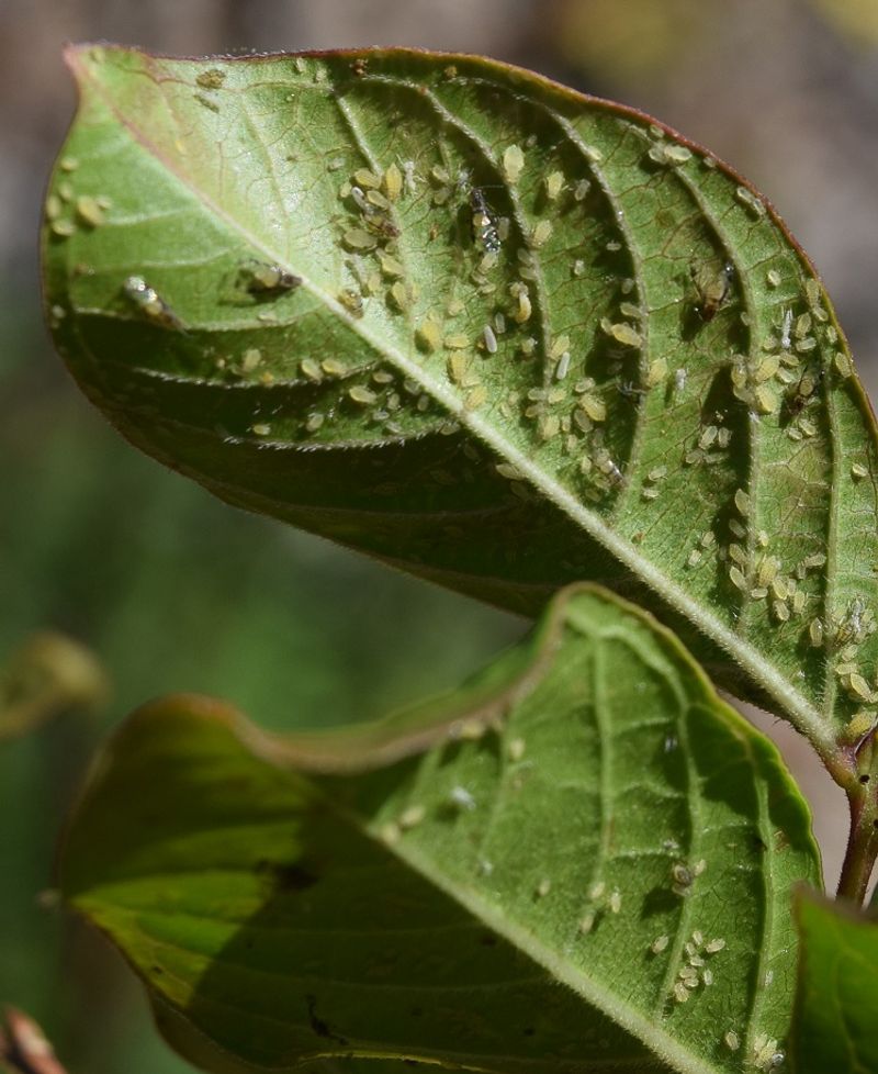 Ignoring Aphids And Sooty Mold