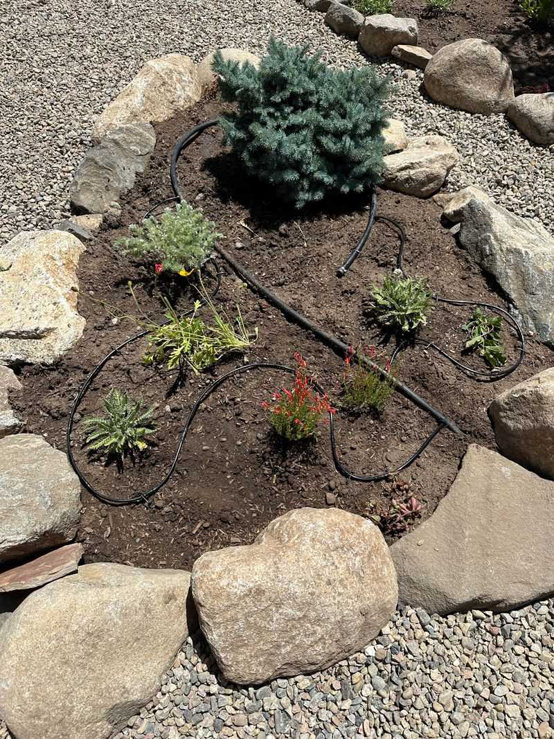 Ignoring Drip Irrigation Until The First Heat Wave Ignoring Drip Irrigation Until The First Heat Wave