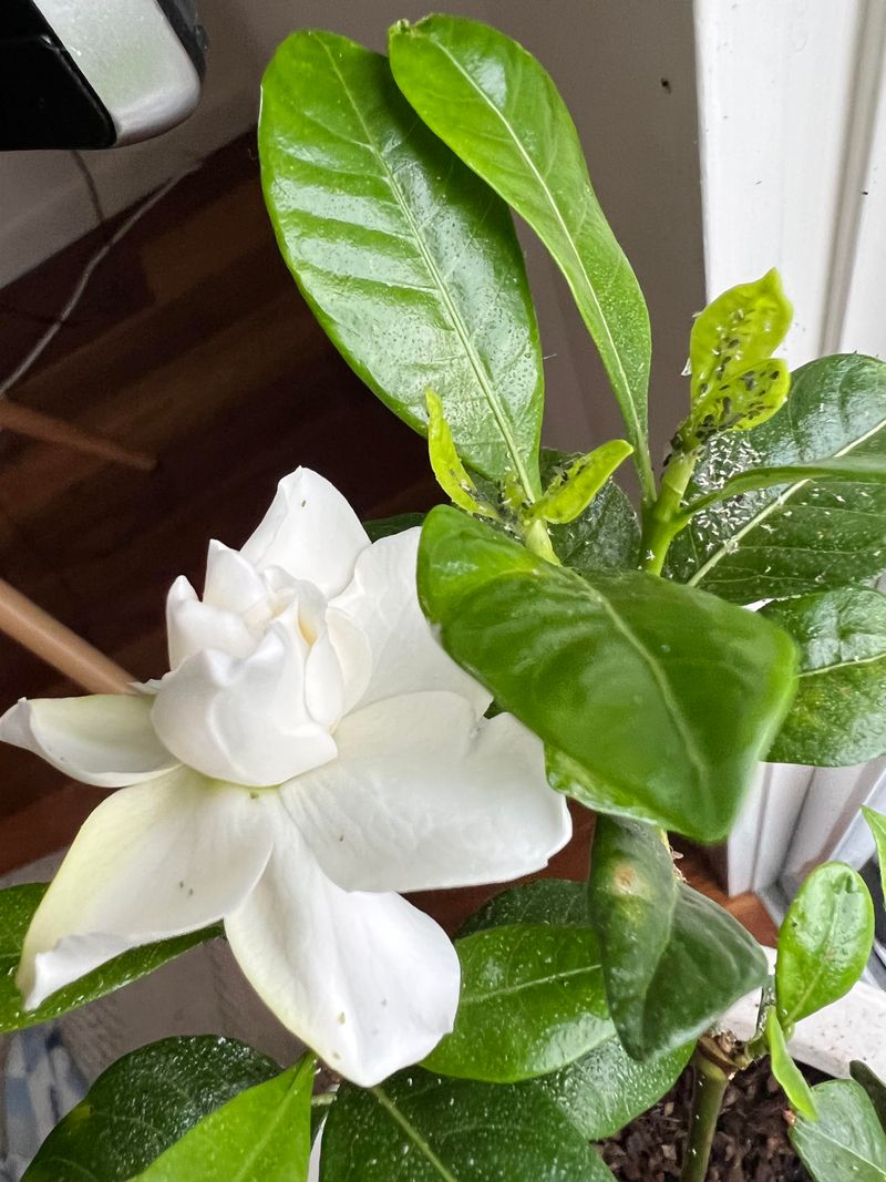 Ignoring Early Pest Problems