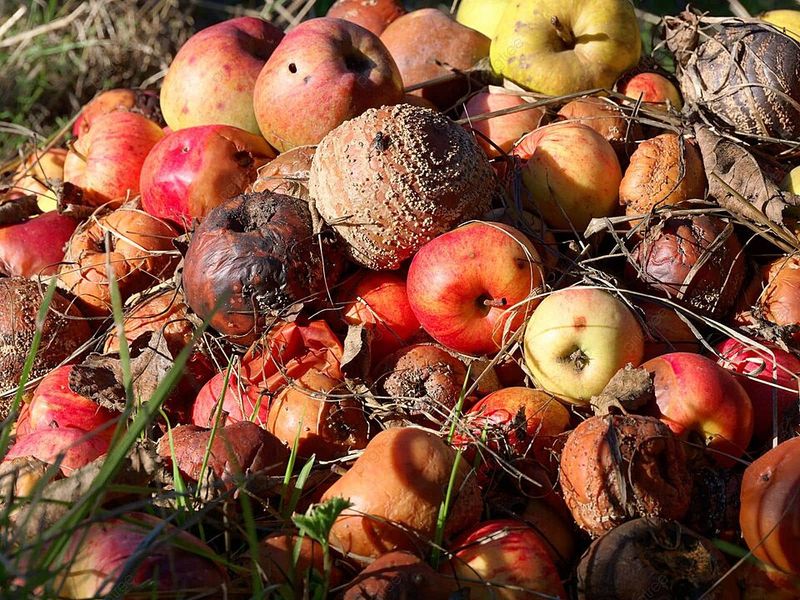 Ignoring Fallen Fruit And Garden Produce
