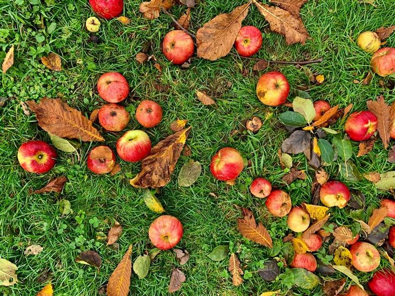 Ignoring Fallen Fruit