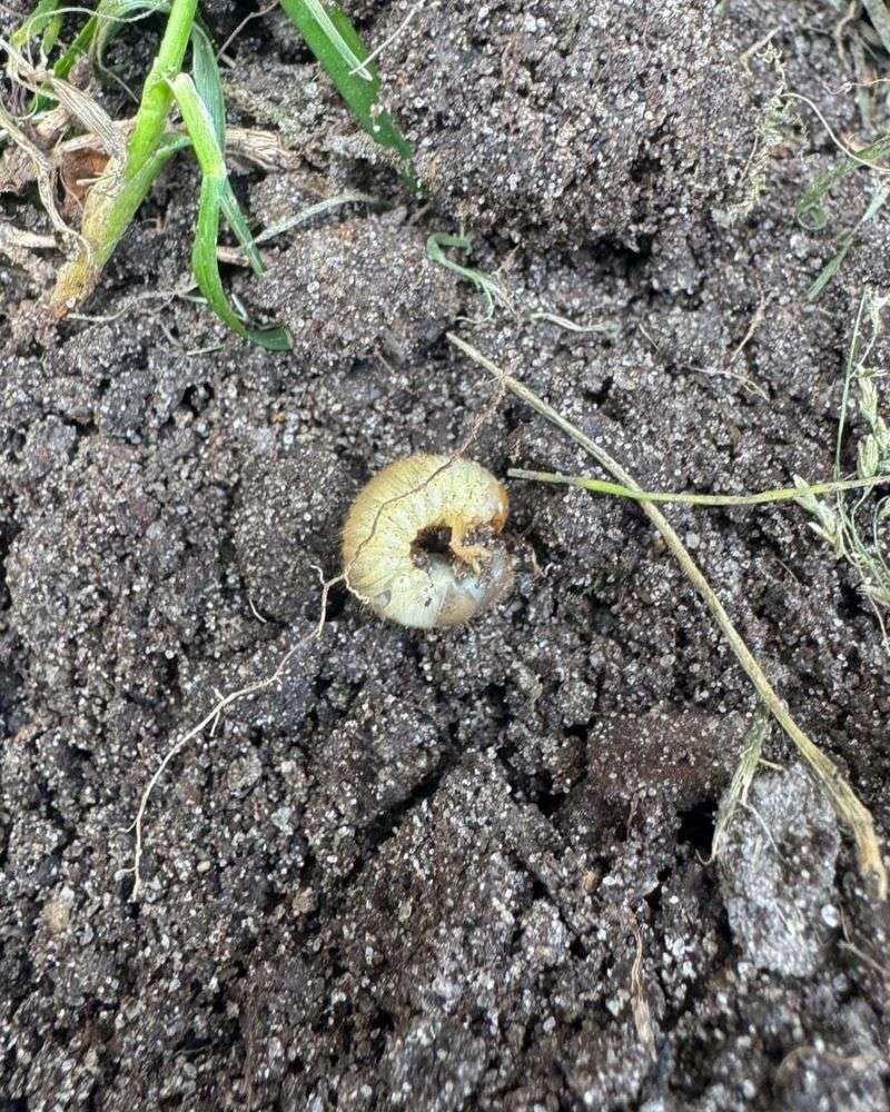 Ignoring Grub Problems Can Keep Moles Coming Back